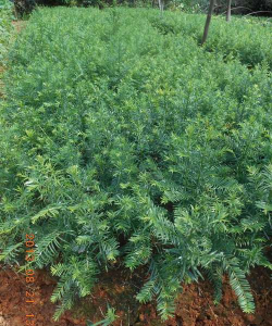 家里阳光不足怎么养花，选对植物种类，掌握养护技巧