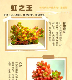 家里阳光不足怎么养花，选对植物种类，掌握养护技巧