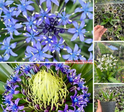 家里阳光不足怎么养花，选对植物种类，掌握养护技巧