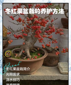 家里阳光不足怎么养花，选对植物种类，掌握养护技巧