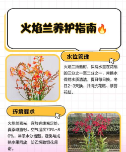 家里阳光不足怎么养花，选对植物种类，掌握养护技巧