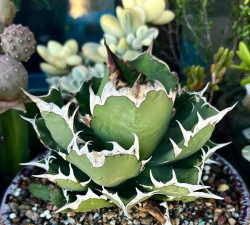 家里阳光不足怎么养花，选对植物种类，掌握养护技巧