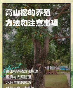 家里阳光不足怎么养花，选对植物种类，掌握养护技巧