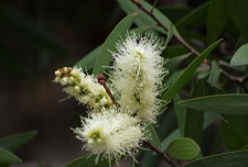 家里阳光不足怎么养花，选对植物种类，掌握养护技巧