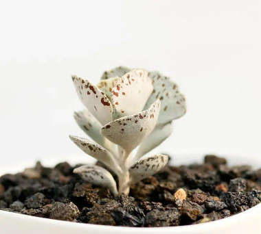 家里阳光不足怎么养花，选对植物种类，掌握养护技巧