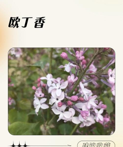 家里阳光不足怎么养花，选对植物种类，掌握养护技巧