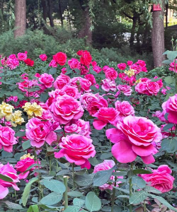 家里阳光不足怎么养花，选对植物种类，掌握养护技巧