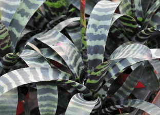 家里阳光不足怎么养花，选对植物种类，掌握养护技巧