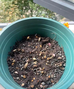 家里阳光不足怎么养花，选对植物种类，掌握养护技巧