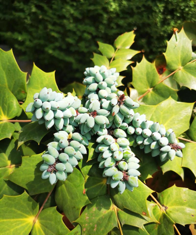 家里阳光不足怎么养花，选对植物种类，掌握养护技巧