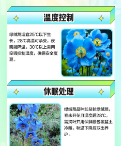 家里阳光不足怎么养花，选对植物种类，掌握养护技巧