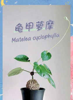 家里阳光不足怎么养花，选对植物种类，掌握养护技巧