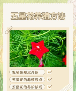 家里阳光不足怎么养花，选对植物种类，掌握养护技巧