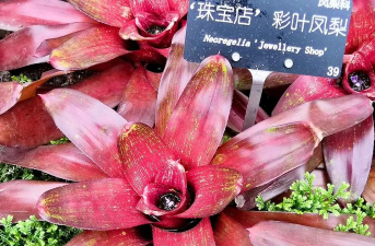 家里阳光不足怎么养花，选对植物种类，掌握养护技巧