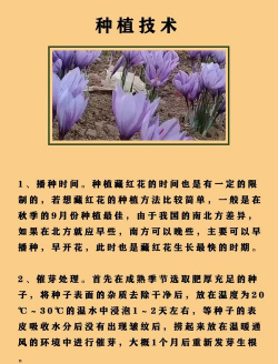 家里阳光不足怎么养花，选对植物种类，掌握养护技巧