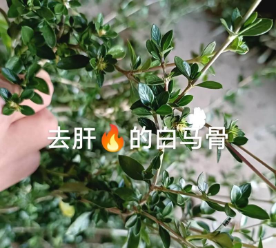 家里阳光不足怎么养花，选对植物种类，掌握养护技巧