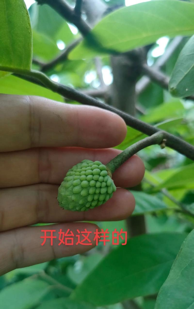 家里阳光不足怎么养花，选对植物种类，掌握养护技巧