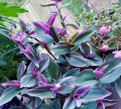 家里阳光不足怎么养花，选对植物种类，掌握养护技巧