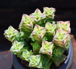 家里阳光不足怎么养花，选对植物种类，掌握养护技巧