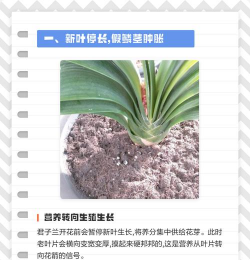 家里阳光不足怎么养花，选对植物种类，掌握养护技巧