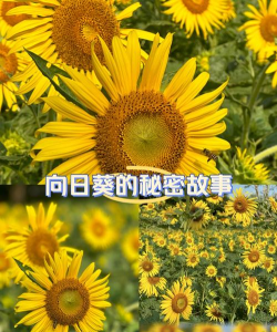 家里阳光不足怎么养花，选对植物种类，掌握养护技巧