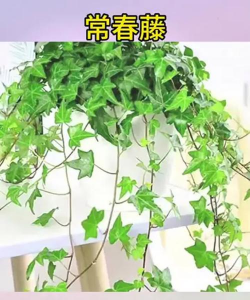 家里阳光不足怎么养花，选对植物种类，掌握养护技巧