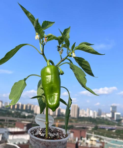 家里阳光不足怎么养花，选对植物种类，掌握养护技巧