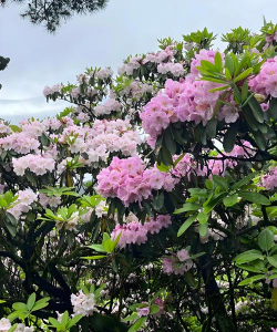 小众送妈妈的花有哪些花