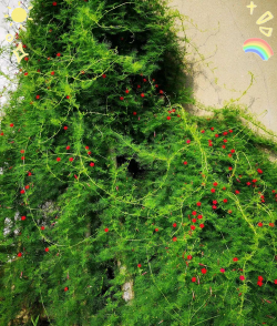 家里阳光不足怎么养花，选对植物种类，掌握养护技巧