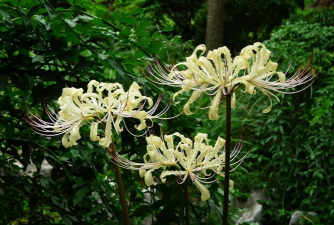 家里阳光不足怎么养花，选对植物种类，掌握养护技巧