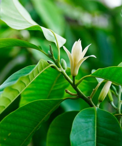 家里阳光不足怎么养花，选对植物种类，掌握养护技巧