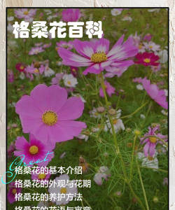 家里阳光不足怎么养花，选对植物种类，掌握养护技巧
