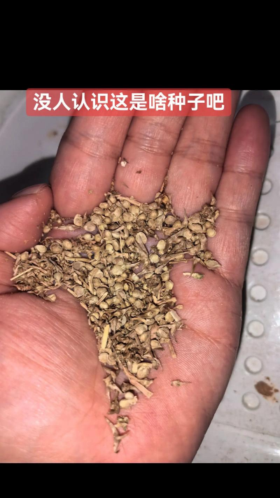 家里阳光不足怎么养花，选对植物种类，掌握养护技巧