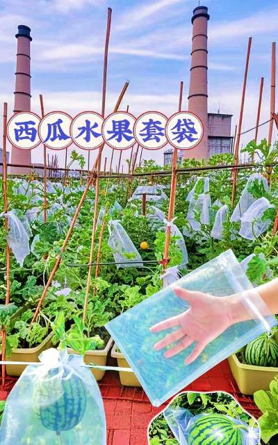 家里阳光不足怎么养花，选对植物种类，掌握养护技巧