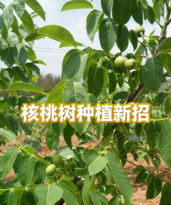家里阳光不足怎么养花，选对植物种类，掌握养护技巧