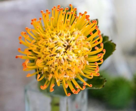 家里阳光不足怎么养花，选对植物种类，掌握养护技巧