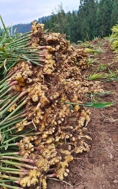 家里阳光不足怎么养花，选对植物种类，掌握养护技巧