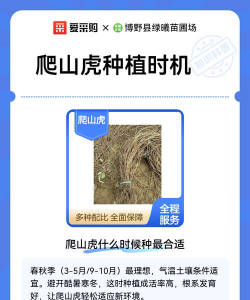 家里阳光不足怎么养花，选对植物种类，掌握养护技巧