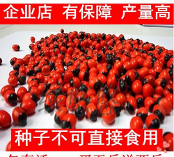 家里阳光不足怎么养花，选对植物种类，掌握养护技巧