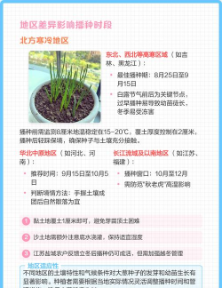 家里阳光不足怎么养花，选对植物种类，掌握养护技巧