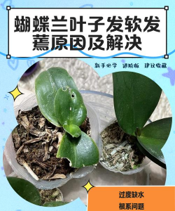 家里阳光不足怎么养花，选对植物种类，掌握养护技巧