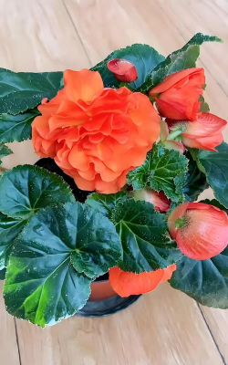 家里阳光不足怎么养花，选对植物种类，掌握养护技巧