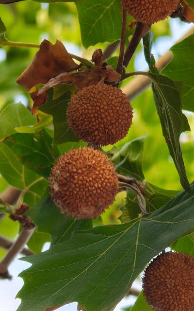家里阳光不足怎么养花，选对植物种类，掌握养护技巧