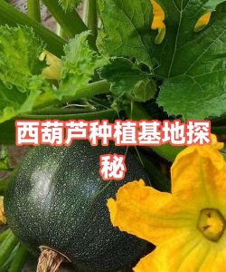 家里阳光不足怎么养花，选对植物种类，掌握养护技巧