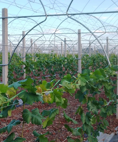 家里阳光不足怎么养花，选对植物种类，掌握养护技巧