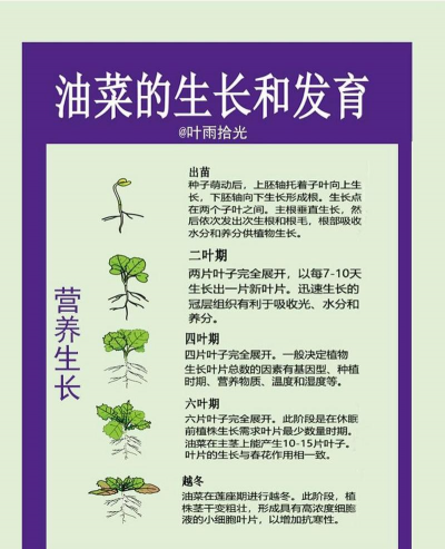 家里阳光不足怎么养花，选对植物种类，掌握养护技巧