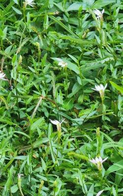 家里阳光不足怎么养花，选对植物种类，掌握养护技巧