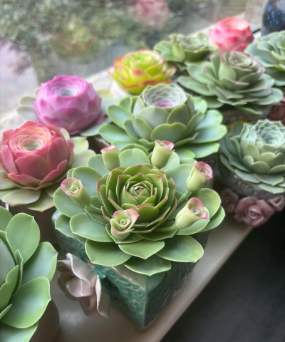 家里阳光不足怎么养花，选对植物种类，掌握养护技巧