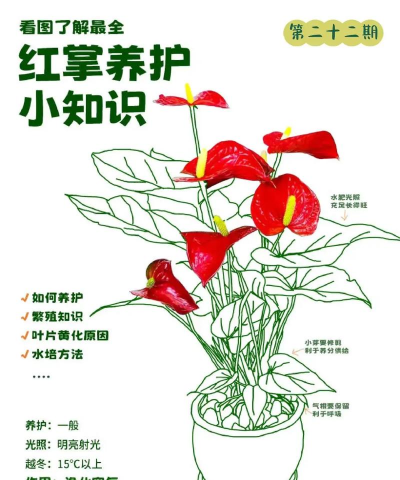 小众送妈妈的花有哪些花