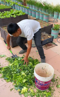 家里阳光不足怎么养花，选对植物种类，掌握养护技巧